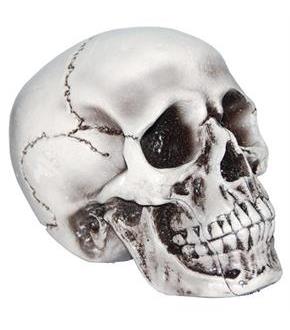 6 " Foam Skull