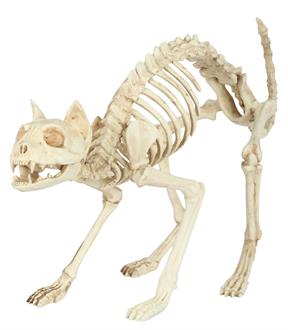 Skeleton Cat with Crazy look and Bendable Tail Bones