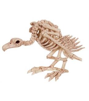Skeleton Vulture