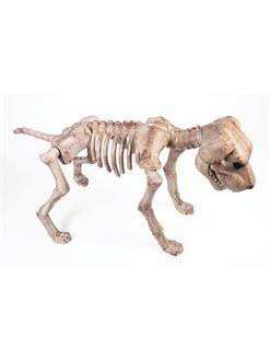 Bone Skeleton Dog