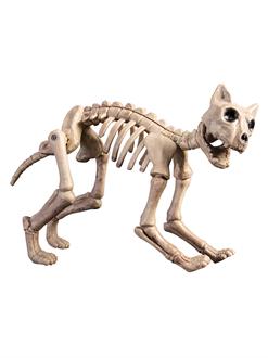 Skeleton Cat