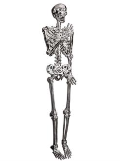 60" Posable Silver Skeleton
