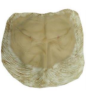 Pongo Chest