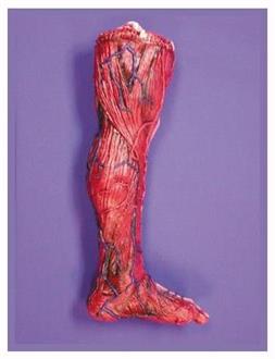 Skinned Left Leg Decoration Prop