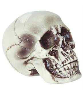 Realistic Skull 7 Inches