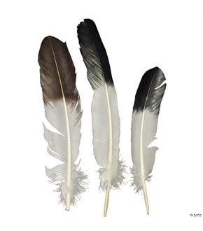 Eagle Tip Feather