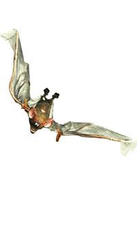 Bat W Lightup Eyes 54In