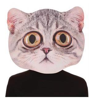 Big Eyed Cat