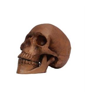 Skull Resin Cranium