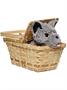 The Wizard of Oz Toto In Basket Deluxe