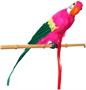 Parrot Pirate