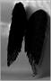 Feather Wings