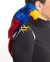 Parrot Pirate
