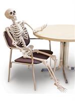 60" Posable Skeleton