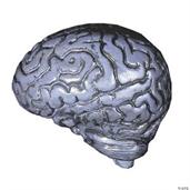 Brain-Human Grey