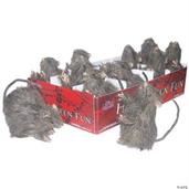 Rat Mini Single Assorted