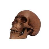 Skull Resin Cranium